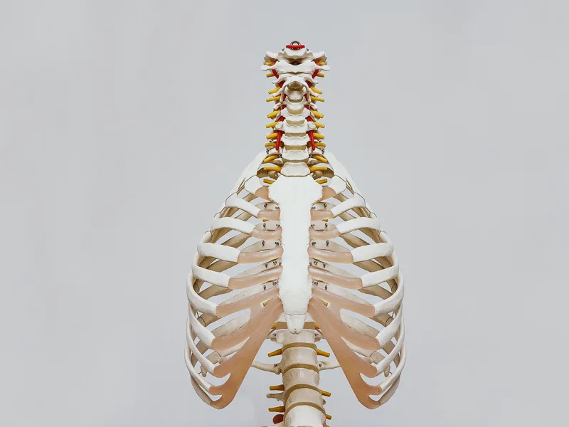 How X-Rays works at Total Balance Chiropractic